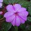Impatiens 'New Guinea Sun Harmony Blushing Orchid'
