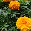 Tagetes '18OS10 - Trial Entry'