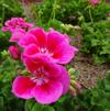 Pelargonium 'Moxie 'Deep Rose Mega Splash''