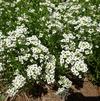 Lobularia 'Passionaria 'White Improved''