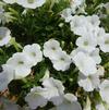 Petunia 'Supertunia White Charm'