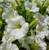 Petunia 'Littletunia White Grace'