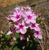 Phlox paniculata 'Early Pink Candy'