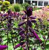 Salvia 'Grandstand Purple'