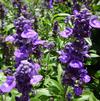 Salvia farinacea 'Cathedral Purple'