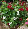 Combo Hanging Basket 'Christmas in July'