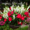 Combo Hanging Basket 'Summer Candy'