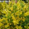 Agastache 'Poquito™ Butter Yelow'