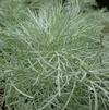 Artemisia 'Makana™ Silver'