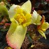 Begonia 'Spring Fling Buttercup'