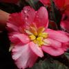 Begonia 'Spring Fling Pink Tulip'