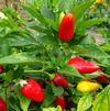Capsicum 'Fire Away™ Hot and Heavy'