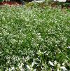 Euphorbia 'Glamour Improved'