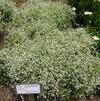 Euphorbia 'Crystal White'