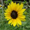 Helianthus 'Suncredible™ Yellow'