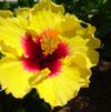 Hibiscus 'Hollywood™ Rico Suave'