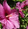 Hibiscus 'Summer Spice® Plum Flambe™'