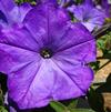 Petunia 'Easy Wave® Lavender Sky Blue'