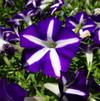 Petunia 'Blanket® Blue Star'