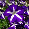 Petunia 'Good & Plenty® Blue Star'