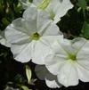 Petunia 'ColorRush™ White'
