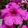 Petunia 'Easy Wave® Pink Passion'