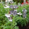 Salvia farinacea 'Cathedral® Lavender'