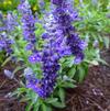 Salvia farinacea 'Cathedral® Purple'
