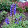 Salvia nemorosa 'Salute Blue Improved'