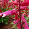 Salvia splendens 'Grandstand™ Red Pink Lipstick'