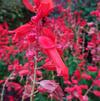 Salvia splendens 'Grandstand™ Red'