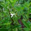 Salvia pallida 'Alba'