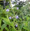 Salvia durifolia 'Blue Form'
