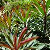 Euphorbia 'Minors Merlot'
