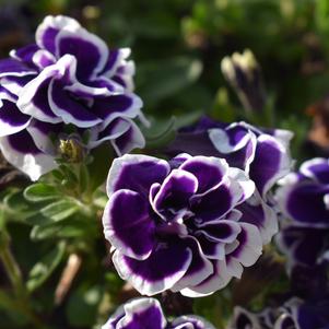 Petunia ''Frosted Sapphire''