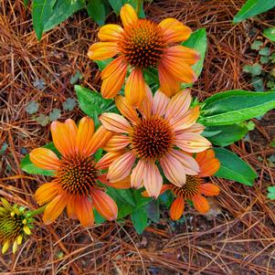 Echinacea 'Sombrero® 'Adobe Orange''