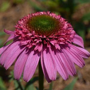 Echinacea 'SUNDIAL™ 'Pink''