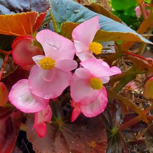 Begonia 'Stonehenge 'Rose Bronze Leaf''