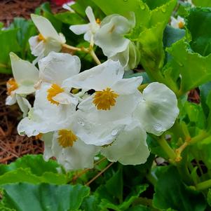 Begonia 'BIG® 'White Green Leaf''