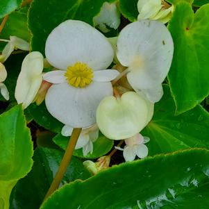 Begonia 'Whopper 'White With Green Leaf''