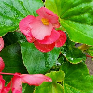 Begonia 'Dragon Wing® 'Pink''