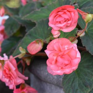 Begonia 'Double Delight® 'Blush Rose''