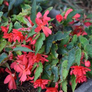 Begonia Boliviensis 'Rivulet® 'Double Red''