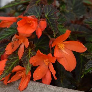 Begonia Boliviensis 'Rivulet® 'Orange''