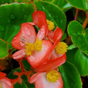 Begonia- Spreading Begonia 'Hula™ 'Bicolor Red White''