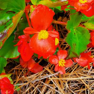 Begonia- Spreading Begonia 'Hula™ 'Red''
