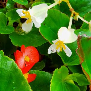 Begonia- Spreading Begonia 'Hula™ 'Red and White Mixture''
