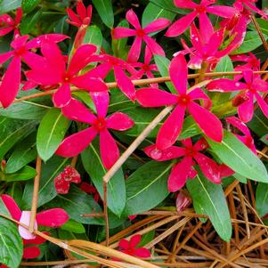 Catharanthus 'Soiree Kawaii® 'Red Shades''