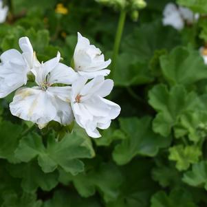 Pelargonium 'Calliope® 'Large White''