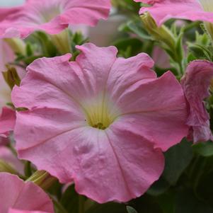 Petunia 'Cheerful 'Shell Pink''